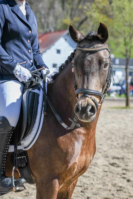 賽盃比賽中 賽盃比賽中